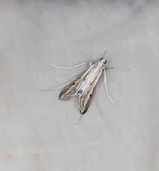 Euclasta maceratalis