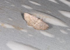 Heterormista modesta