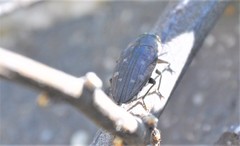 Chrysobothris basalis