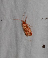 Lactura erythractis