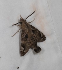 Macroglossum prometheus
