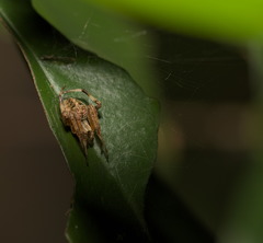 Neoscona menghaiensis