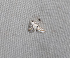 Parapoynx dentizonalis