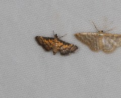 Metasia polytima