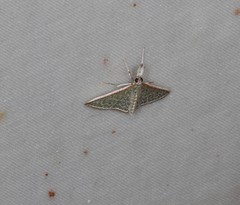 Myrmidonistis hoplora