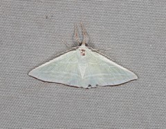 Oenochroma infantilis