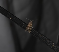 Paromphale caeca