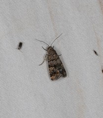 Paromphale caeca