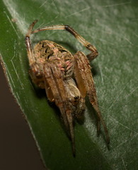 Neoscona menghaiensis