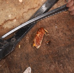 Pseudanapaea denotata