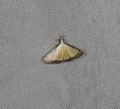 Pseudonoorda metalloma