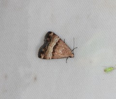 Pseudozarba orthopetes