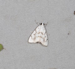 Sericophylla nivalis