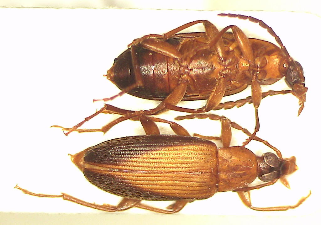 Euomma simplex