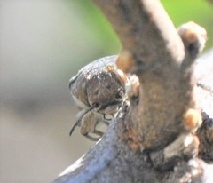 Chrysobothris basalis