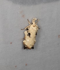 Tonica effractella