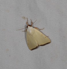 Xanthodes amata