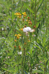Senecio crassulus