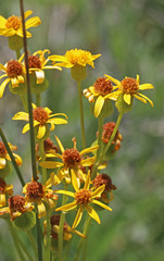 Senecio crassulus