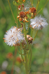 Senecio crassulus