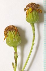 Senecio crassulus