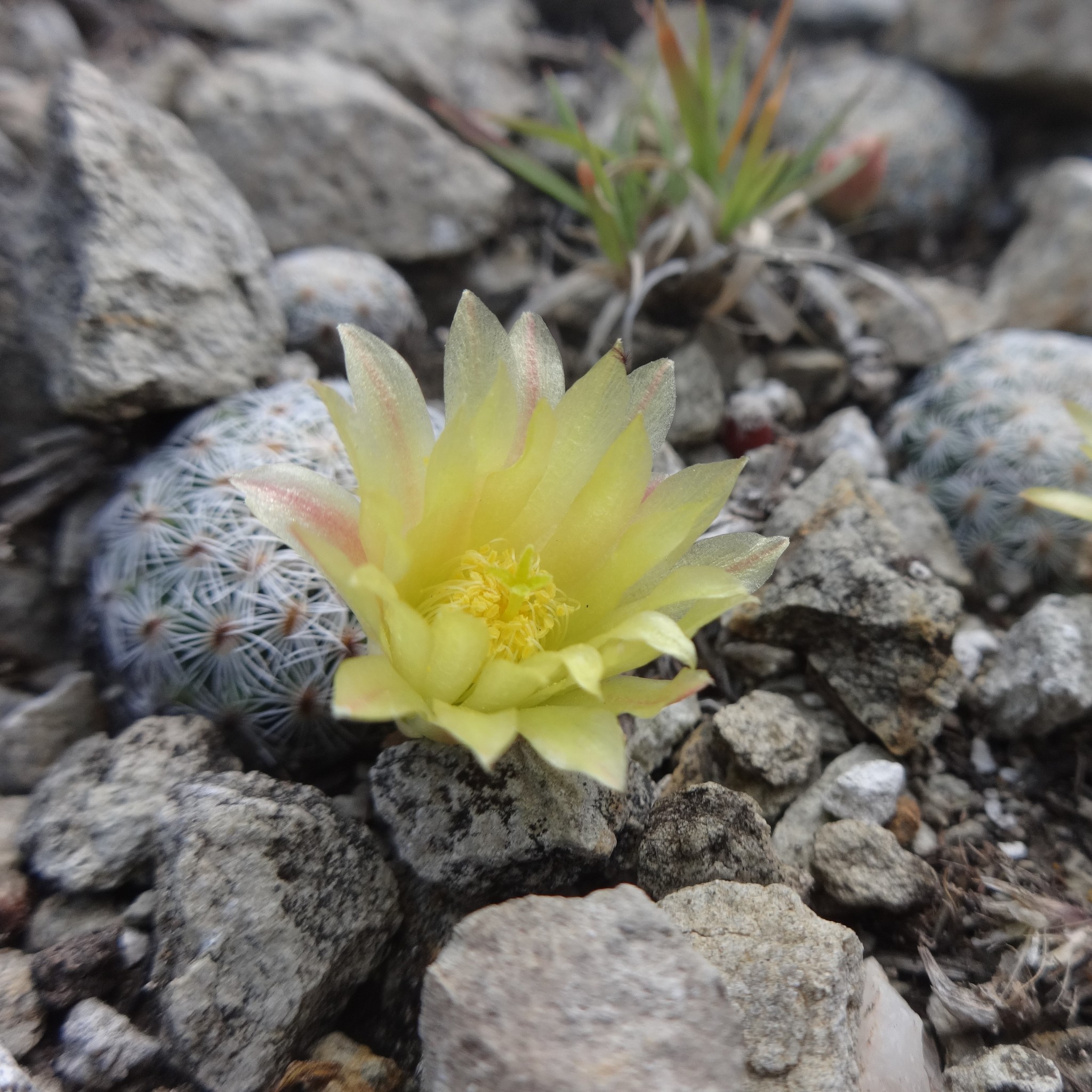 Mammillaria solisioides  iNaturalist