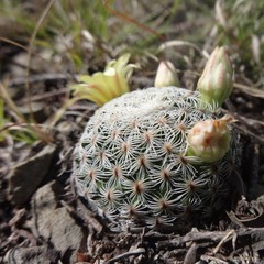Mammillaria solisioides