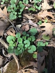 Alliaria petiolata
