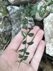 Rhinotropis lindheimeri