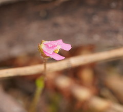 Stylidium ecorne