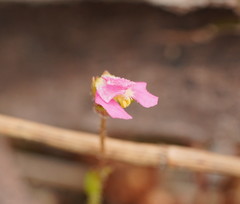 Stylidium ecorne