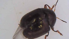 Ditropidus compactus