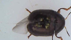 Ditropidus compactus