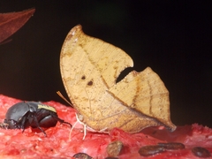 Zaretis strigosus