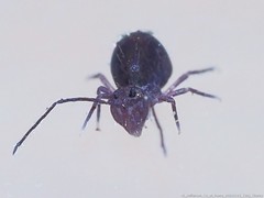 Ptenothrix atra