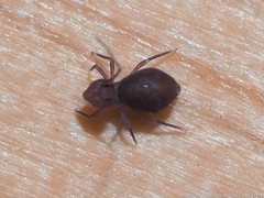 Ptenothrix atra