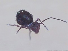 Ptenothrix atra
