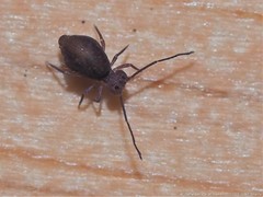 Ptenothrix atra