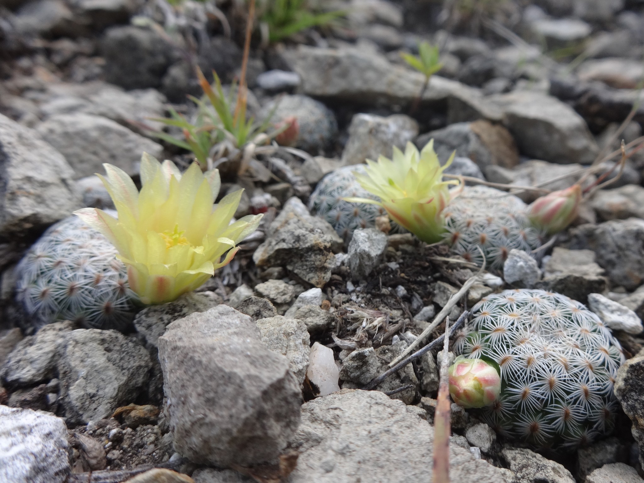 Mammillaria solisioides  iNaturalist