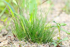 Eleocharis quinqueflora