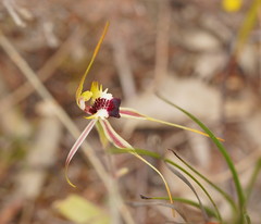 Caladenia villosissima