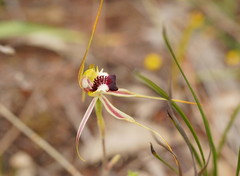 Caladenia villosissima