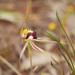 Hairy Spider Orchid - Photo (c) Reiner Richter, some rights reserved (CC BY-NC-SA), uploaded by Reiner Richter