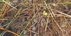 Utricularia minor