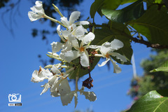 Chonemorpha fragrans