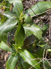 Hedyotis acutangula