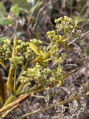 Hedyotis acutangula