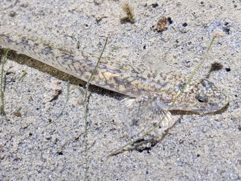 Arrow Goby