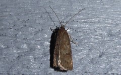 Phaeosaces apocrypta