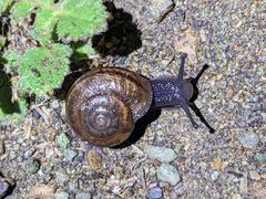 Helminthoglypta walkeriana